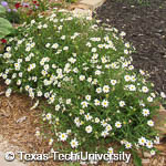 Melampodium leucanthum Melampodium leucanthum