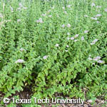 Mentha spicata Mentha spicata