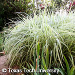 Miscanthus sinensis ‘Variegatus’ Miscanthus sinensis ‘Variegatus’