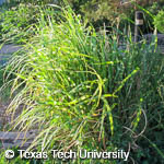 Miscanthus sinensis zebrinus Miscanthus sinensis zebrinus