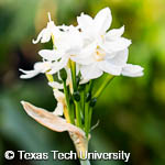 Narcissus papyraceus Narcissus papyraceus