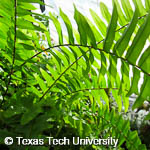 Nephrolepis exaltata Nephrolepis exaltata