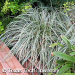 Ophiopogon japonicus Ophiopogon japonicus