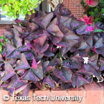 Oxalis regnellii var. triangularis Oxalis regnellii var. triangularis
