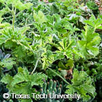Pelargonium graveolens Pelargonium graveolens