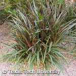 Pennisetum purpureum Pennisetum purpureum