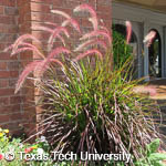Pennisetum setaceum 'Rubrum' Pennisetum setaceum 'Rubrum'