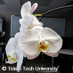 Phalaenopsis x hybrid Phalaenopsis x hybrid