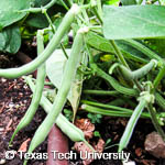 Phaseolus vulgaris Phaseolus vulgaris