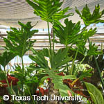Philodendron selloum Philodendron selloum