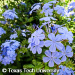 Plumbago auriculata Plumbago auriculata