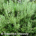 Rosmarinus officinalis Rosmarinus officinalis