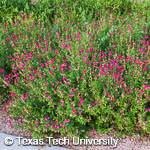 Salvia greggii Salvia greggii