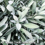 Salvia officinalis Salvia officinalis