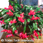 Schlumbergia truncatus Schlumbergia truncatus