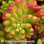 Sedum rubrotinctum Sedum rubrotinctum