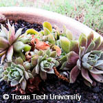 Sempervivum sp. Sempervivum sp.