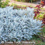 Senecio cineraria Senecio cineraria