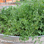 Solanum lycopersicum Solanum lycopersicum