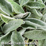 Stachys byzantina Stachys byzantina