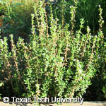 Thymus vulgaris Thymus vulgaris