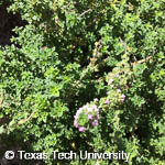 Thymus x citriodorus Thymus x citriodorus