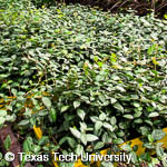 Trachelospermum asiaticum Trachelospermum asiaticum