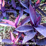 Tradescantia pallida Tradescantia pallida