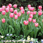 Tulipa sp. Tulipa sp.