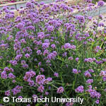 Verbena bonariensis Verbena bonariensis