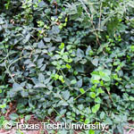 Vinca major Vinca major