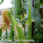 Zea mays Zea mays