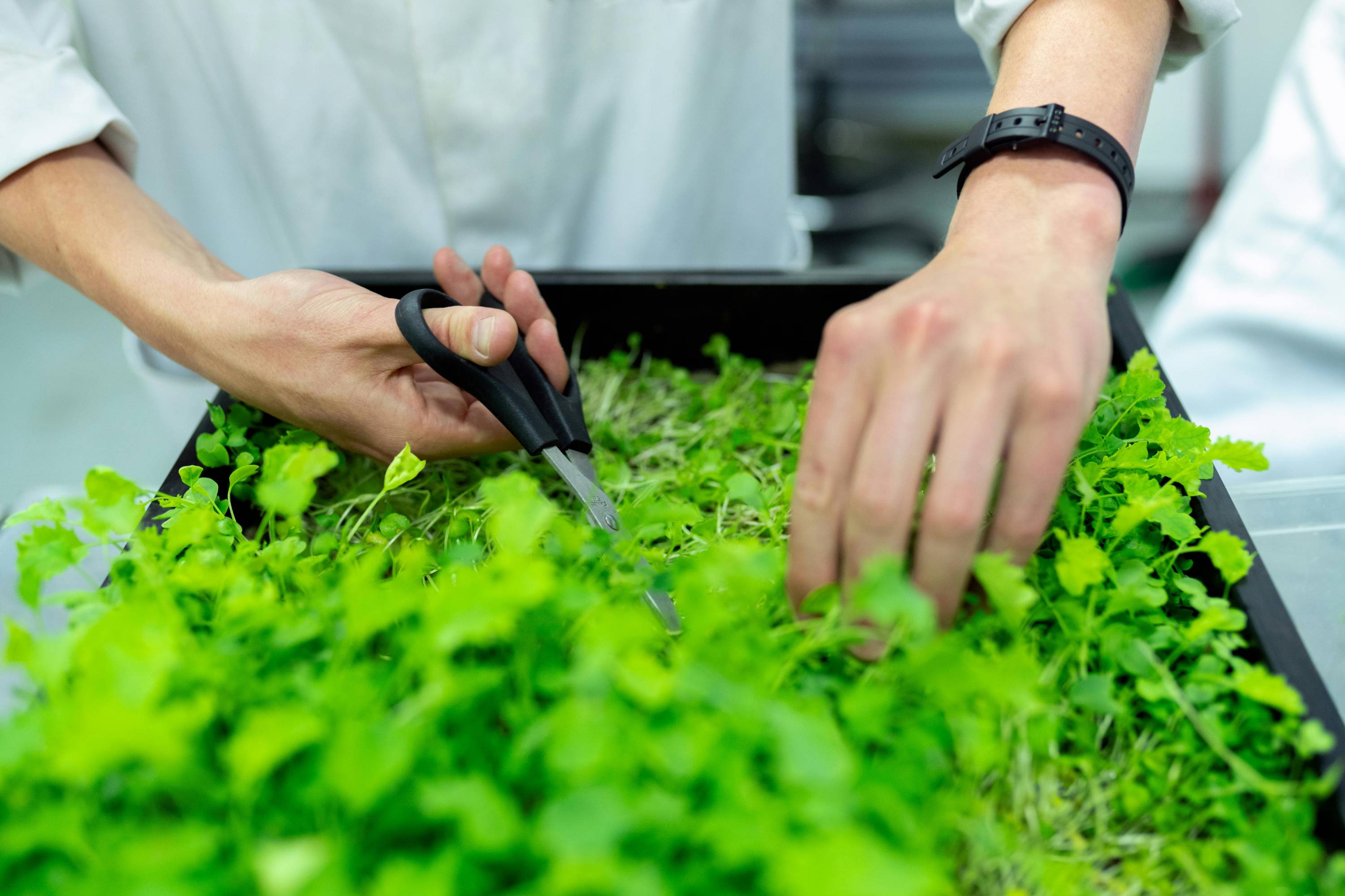 Small Farming Certificate