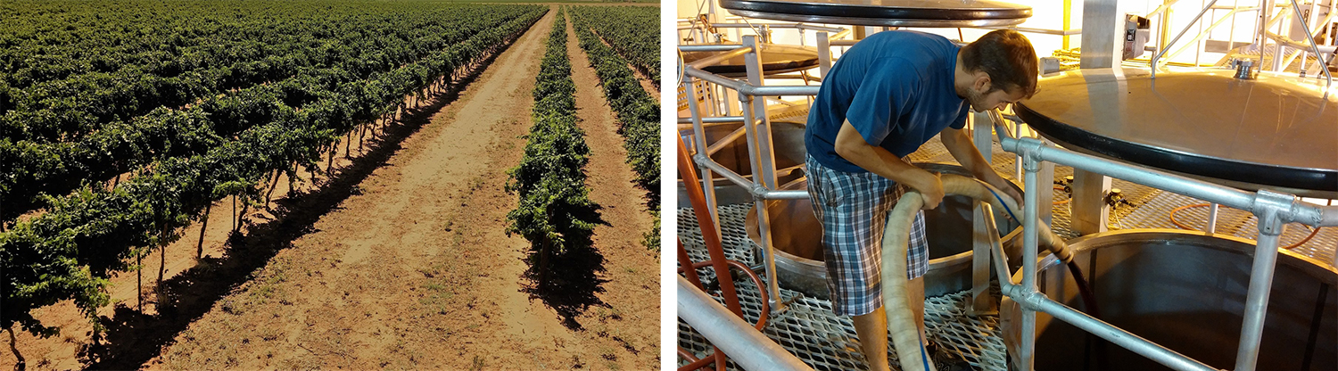 Viticulture and Enology