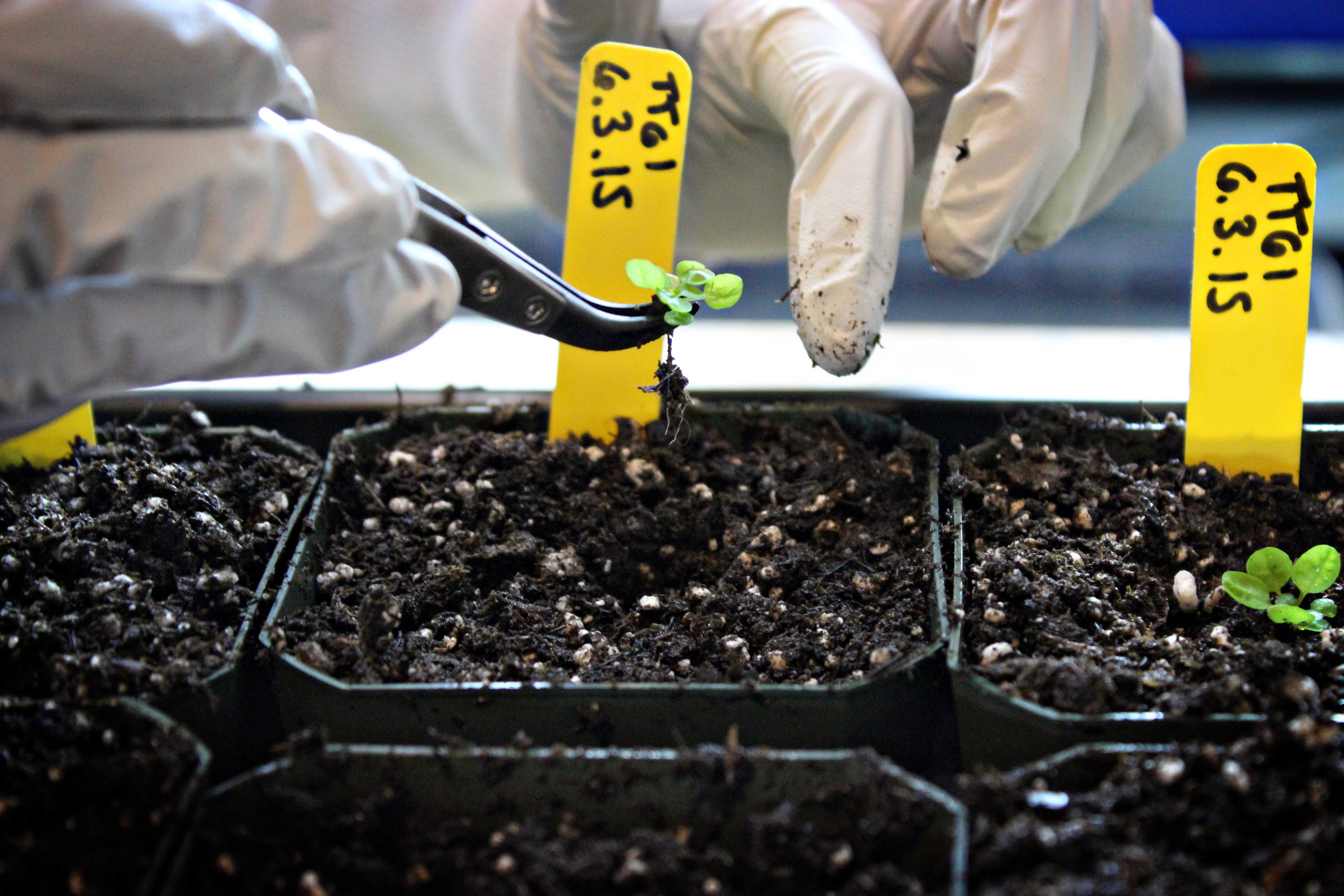 Plant and Soil Science Research