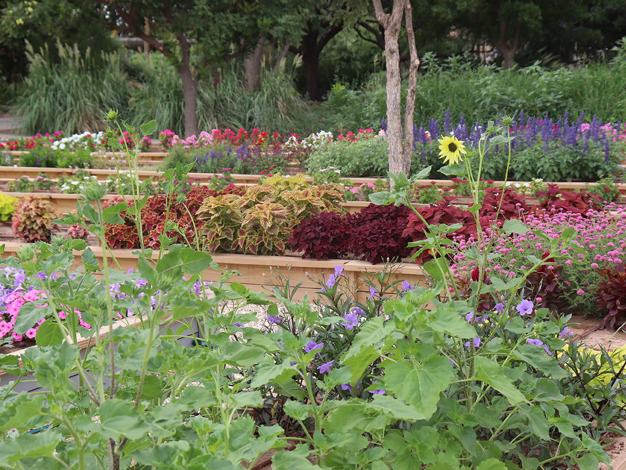 Research paper on ornamental plants Research paper on ornamental plants image