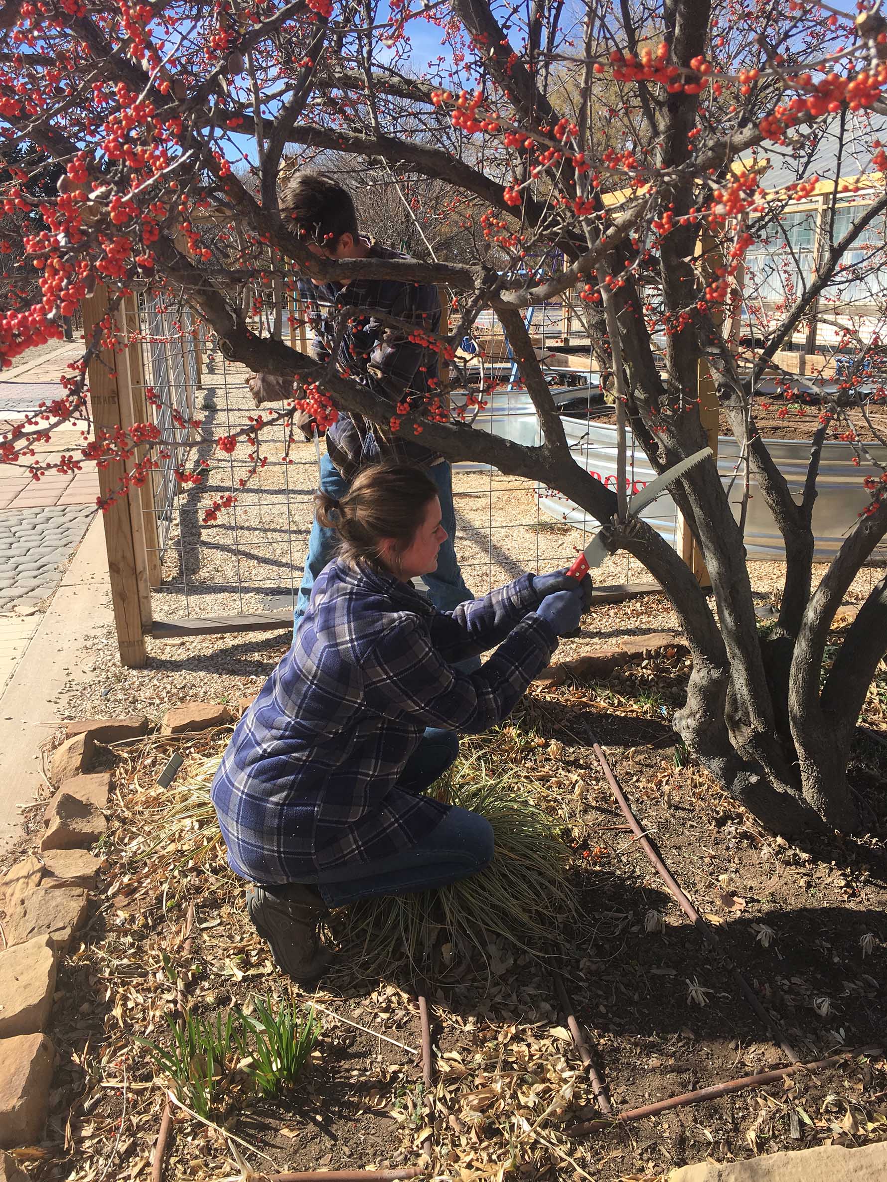 Students cleaning out and raising the canopy on the deciduous holly