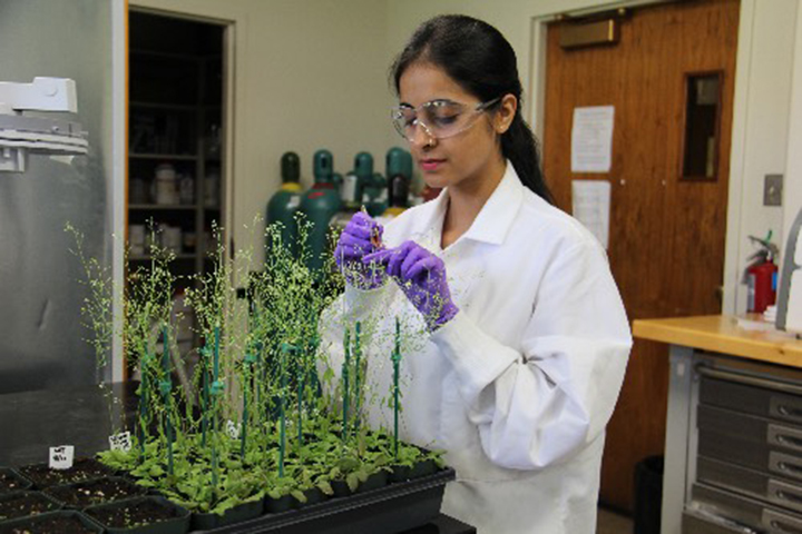 Presidential graduate fellowship recipient Dimple Sharma joined Mendu lab