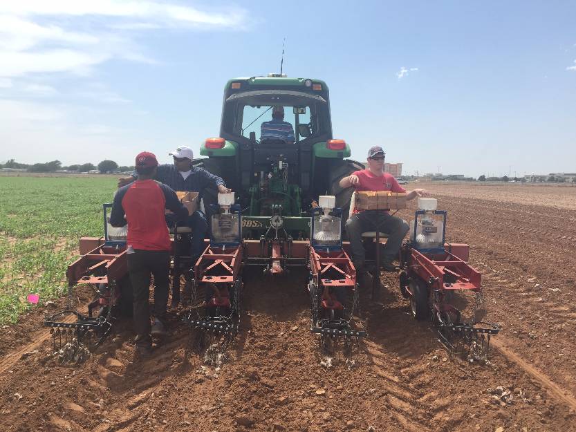 planting breeding lines of cotton