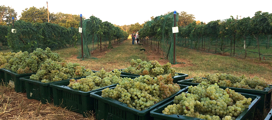 TTU Viticulture and Enology Undergraduate Degrees