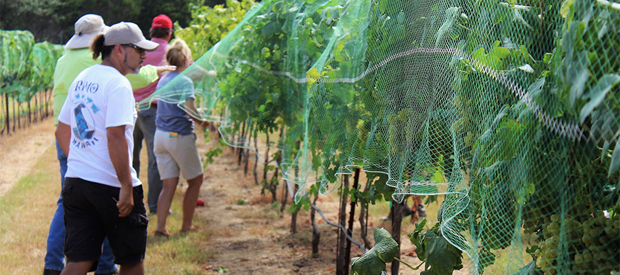 TTU Viticulture Certificate Program