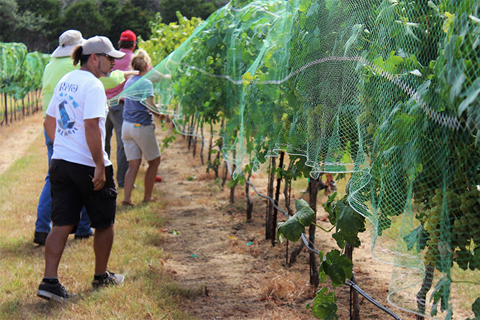 Viticulture Certificate Program