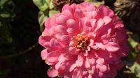 Zinnias