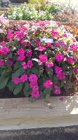 New Guinea Impatiens