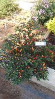 Ornamental Peppers