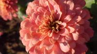 Zinnias