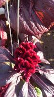 Amaranthus