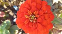 Zinnias