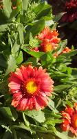 Gaillardia