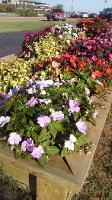 New Guinea Impatiens